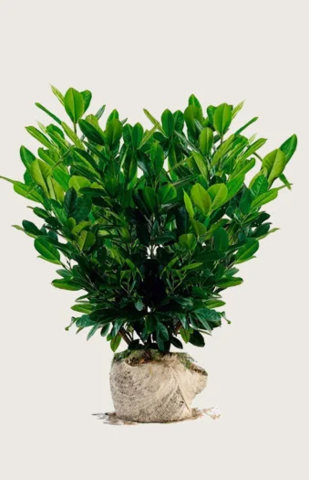 Laurbærhegg Titan 150cm Velgrenet | Plantinavia