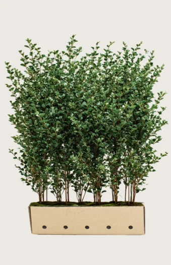 Liguster liga 200cm Velgrenet | Plantinavia