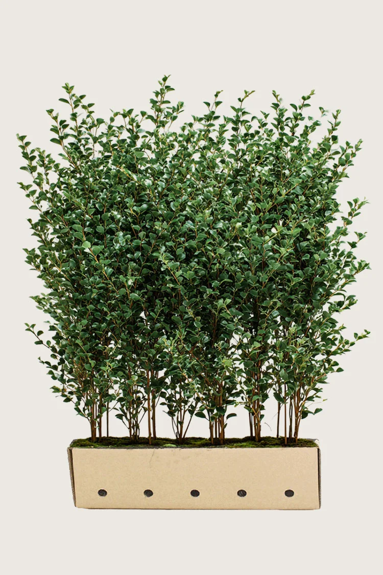 Liguster liga 200cm Velgrenet | Plantinavia