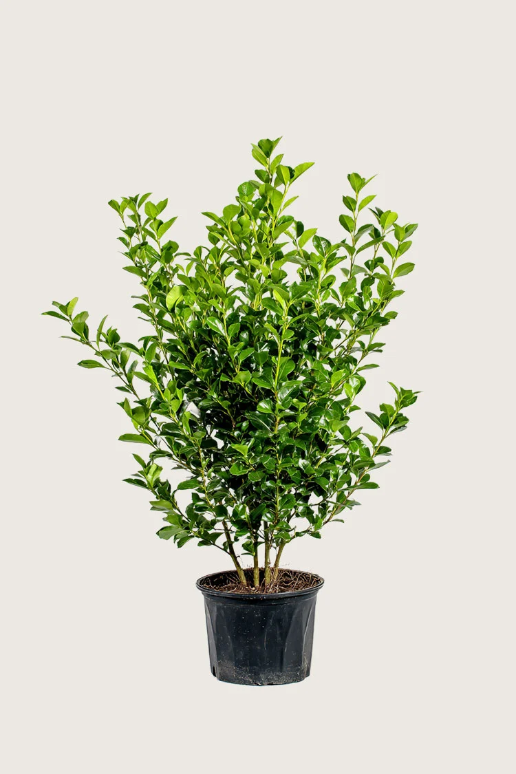 Liguster liga 125cm Grenet | Plantinavia