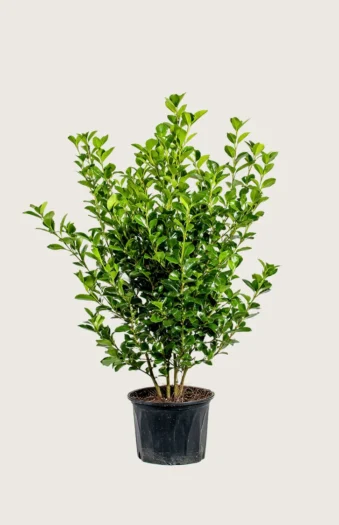 Liguster liga 175cm Grenet | Plantinavia