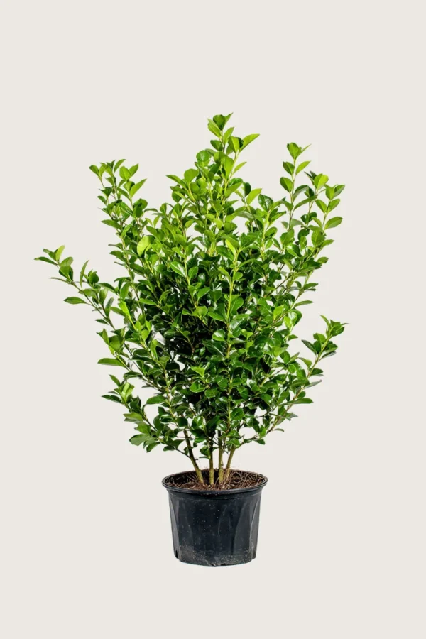 Liguster liga 175cm Grenet | Plantinavia