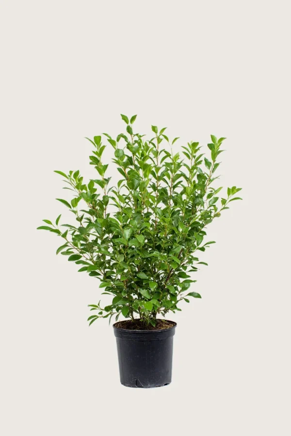 Liguster liga 80cm Grenet | Plantinavia