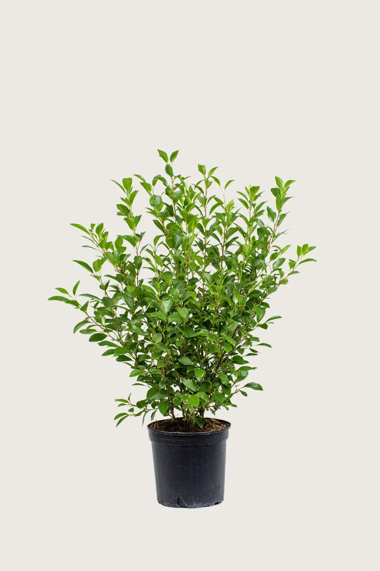 Liguster liga 80cm Grenet | Plantinavia
