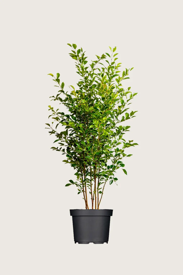 Liguster liga 125cm Outlet | Plantinavia