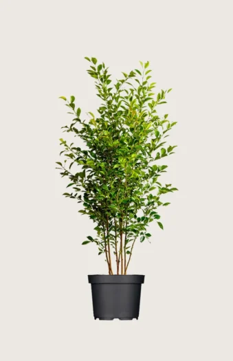 Liguster liga 150cm Outlet | Plantinavia