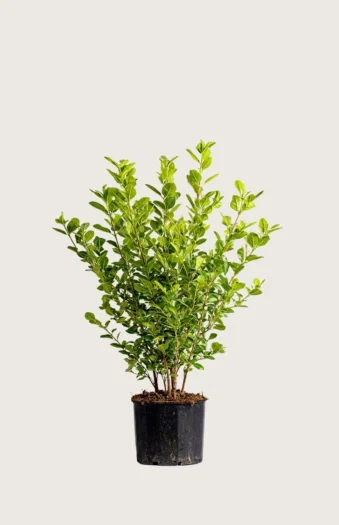 Liguster liga 40cm Outlet | Plantinavia