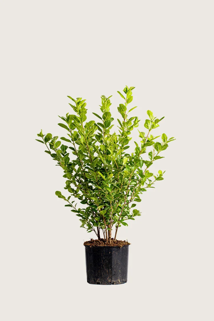 Liguster liga 80cm Outlet | Plantinavia