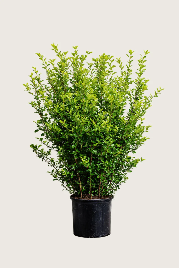 Liguster liga 125cm Velgrenet | Plantinavia