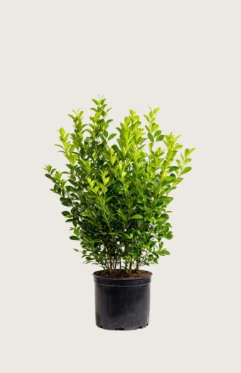 Liguster liga 60cm Velgrenet | Plantinavia
