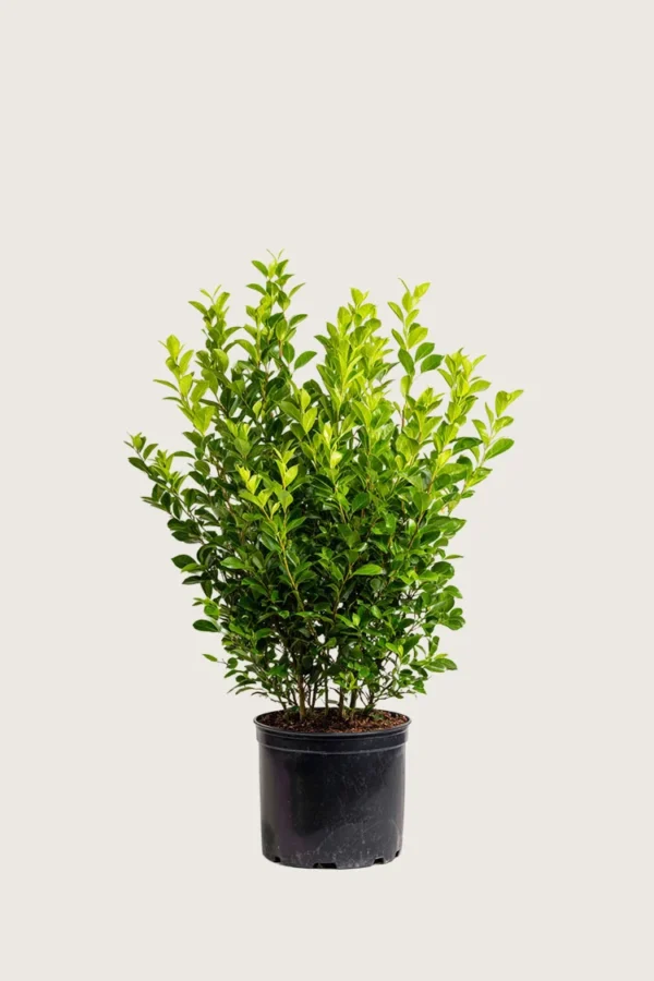 Liguster liga 80cm Velgrenet | Plantinavia