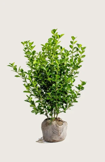 Liguster liga 125cm Grenet | Plantinavia