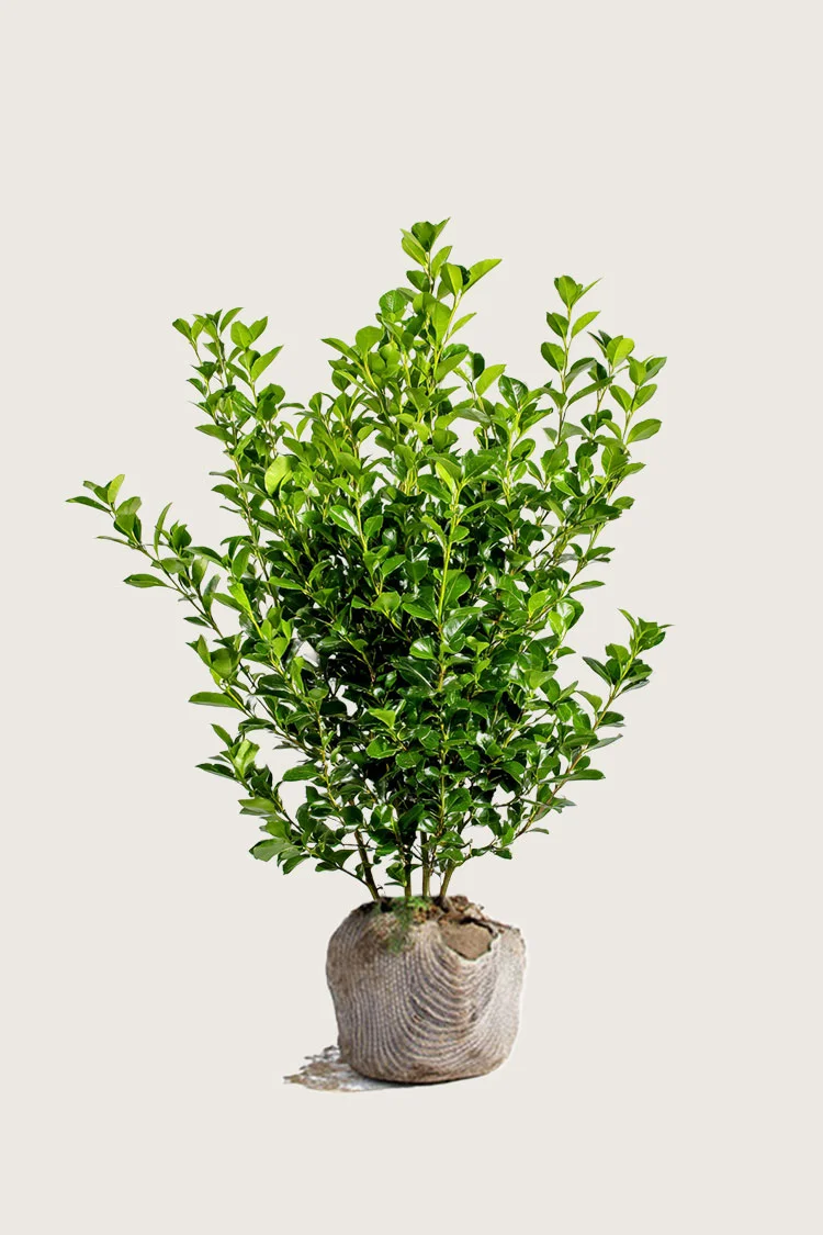 Liguster liga 150cm Grenet | Plantinavia