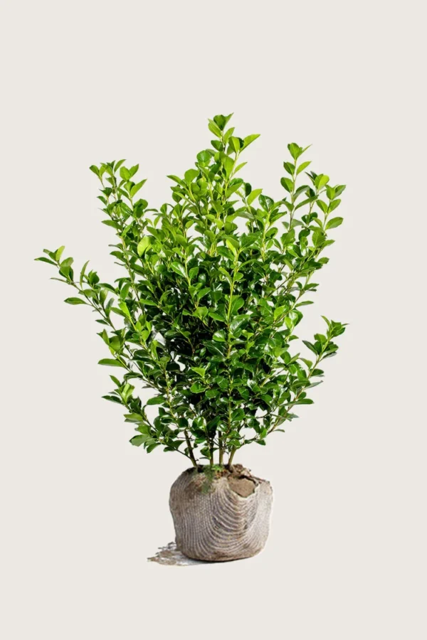 Liguster liga 175cm Grenet | Plantinavia