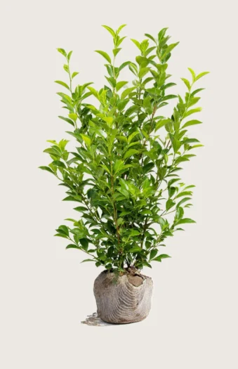 Liguster liga 250cm Grenet | Plantinavia