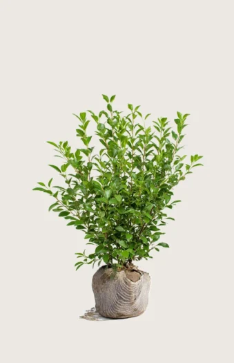 Liguster liga 80cm Grenet | Plantinavia