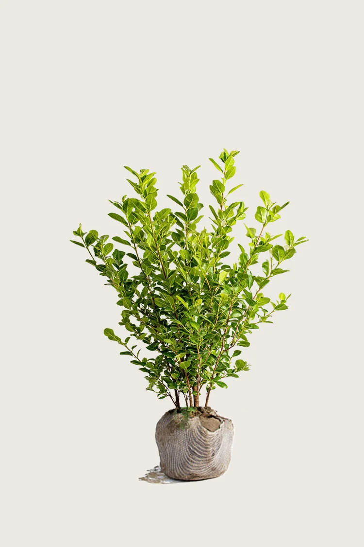 Liguster liga 100cm Outlet | Plantinavia