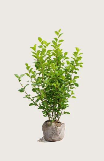 Liguster liga 150cm Outlet | Plantinavia
