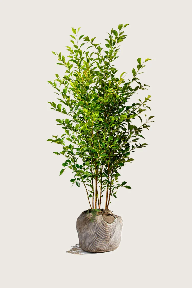 Liguster liga 200cm Outlet | Plantinavia