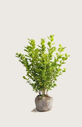 Liguster liga 60cm Outlet | Plantinavia