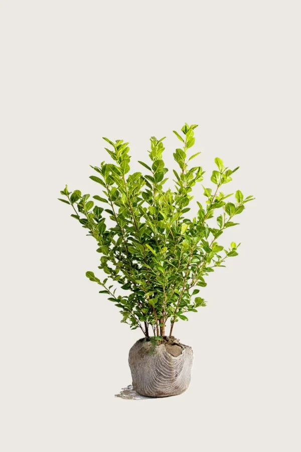Liguster liga 80cm Outlet | Plantinavia