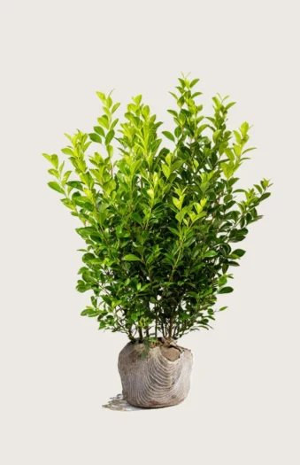 Liguster liga 175cm Velgrenet | Plantinavia