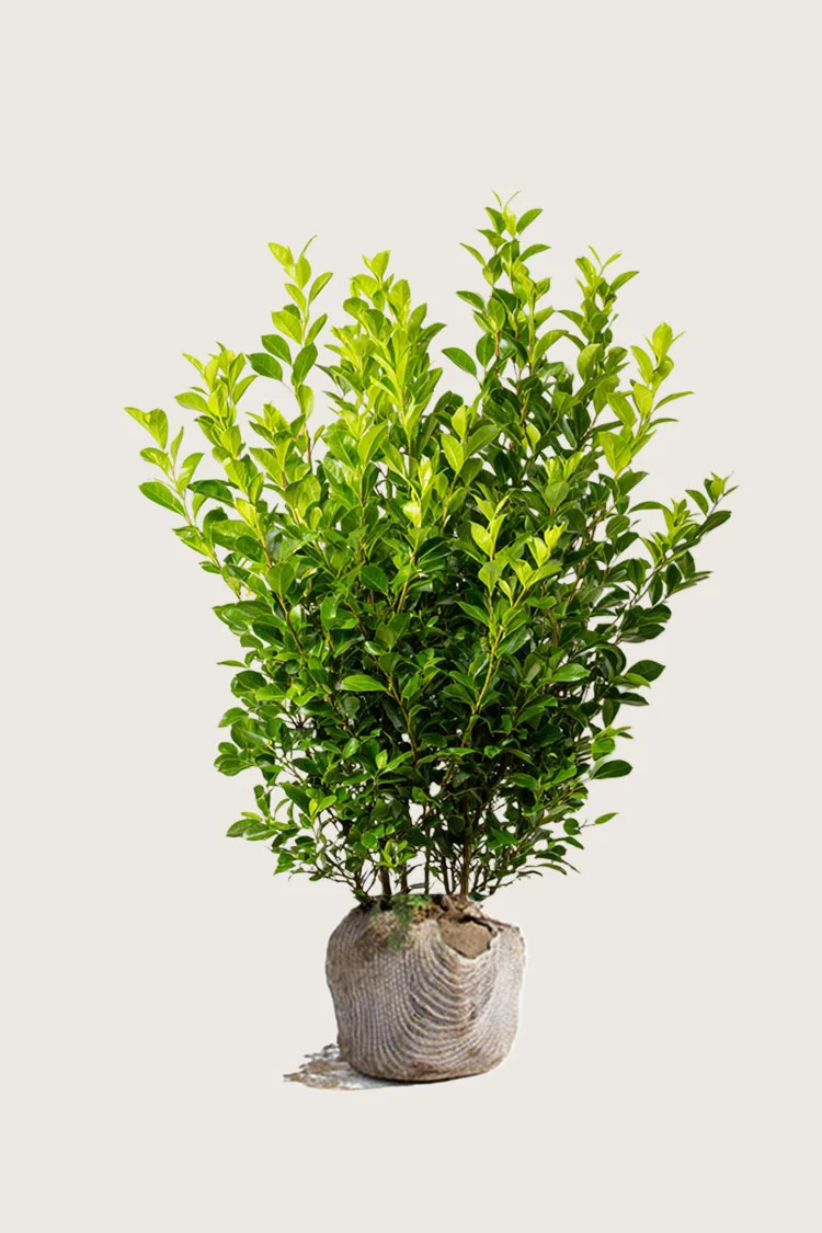 Liguster liga 200cm Velgrenet | Plantinavia
