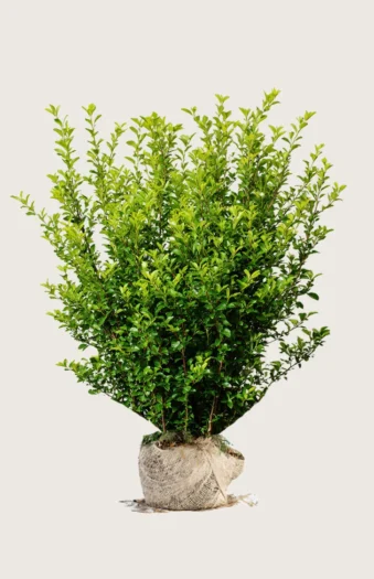 Liguster liga 225cm Velgrenet | Plantinavia