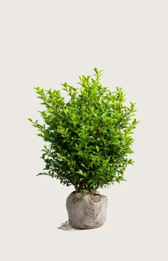Liguster liga 80cm Velgrenet | Plantinavia