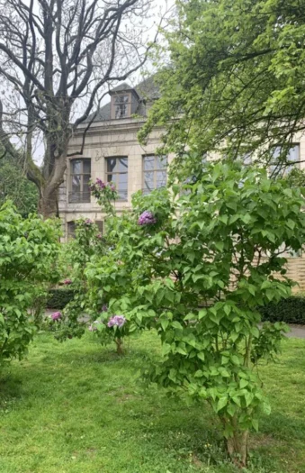 Lilla Syrin 150cm Velgrenet | Plantinavia