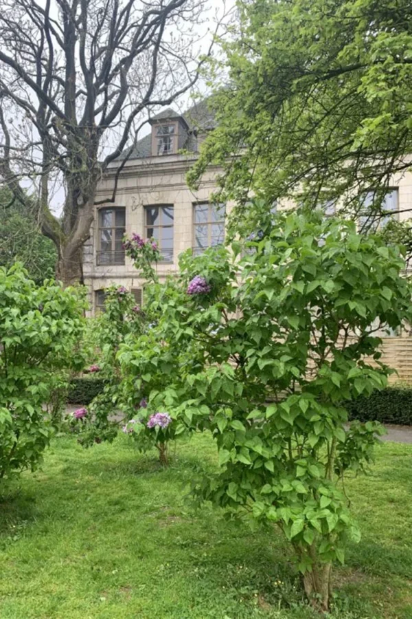 Lilla Syrin 150cm Velgrenet | Plantinavia