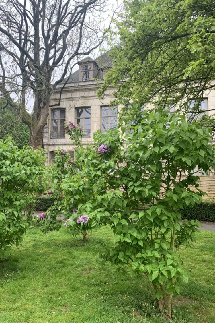 Lilla Syrin 200cm Velgrenet | Plantinavia