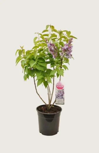 Lilla Syrin 100cm Velgrenet | Plantinavia
