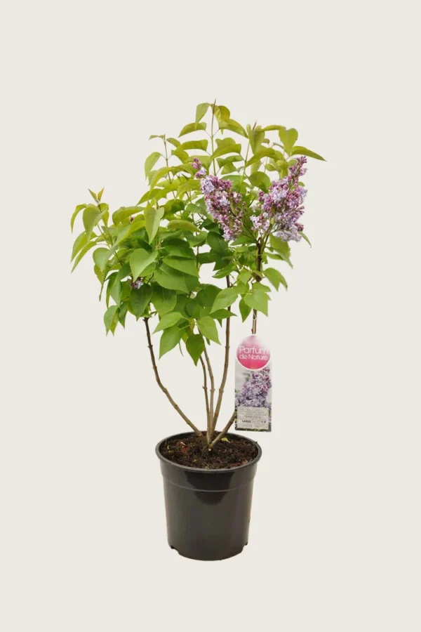 Lilla Syrin 125cm Velgrenet | Plantinavia