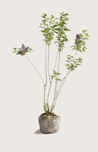 Lilla Syrin 100cm Velgrenet | Plantinavia