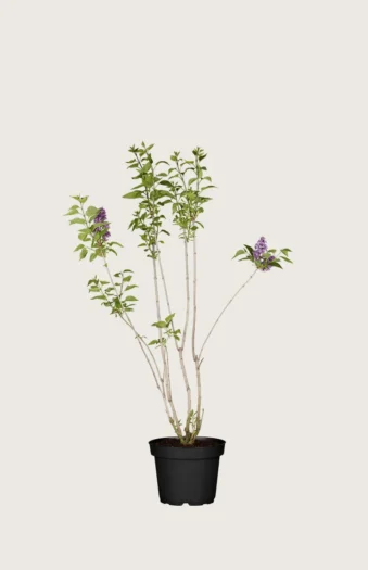 Mørkelilla Syrin 60cm Velgrenet | Plantinavia