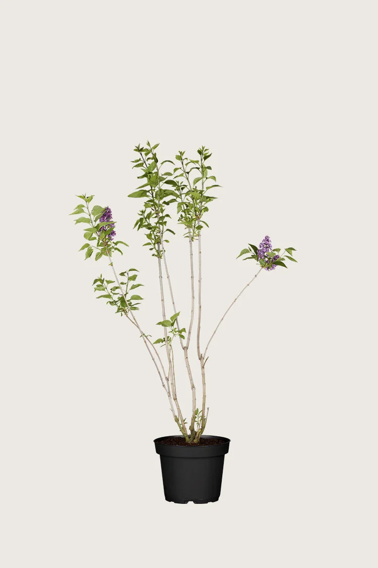 Mørkelilla Syrin 60cm Velgrenet | Plantinavia