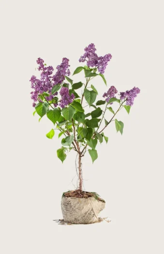 Mørkelilla Syrin 60cm Velgrenet | Plantinavia