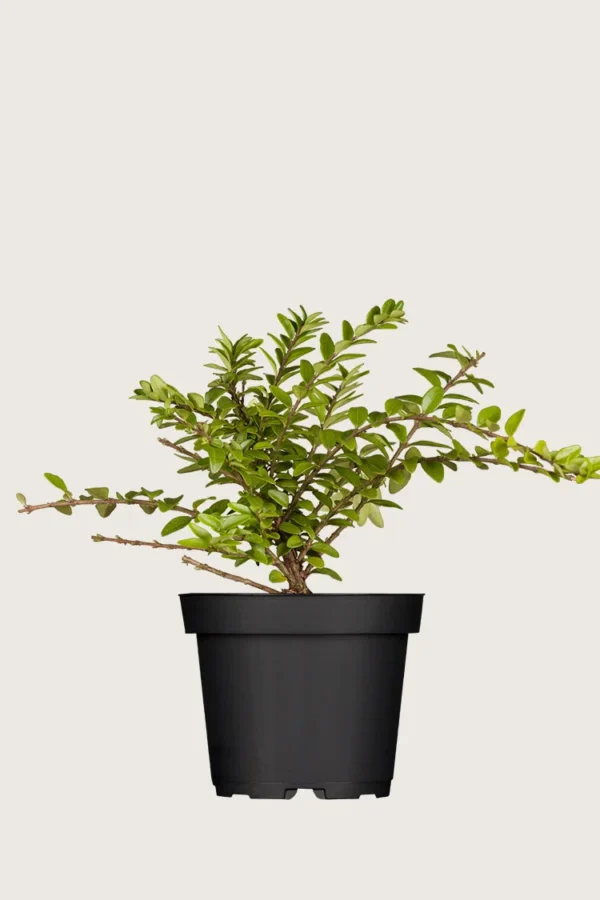 Myrteleddved 30cm Velgrenet | Plantinavia