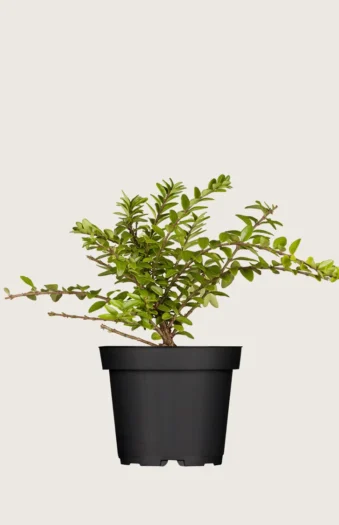 Myrteleddved 60cm Velgrenet | Plantinavia