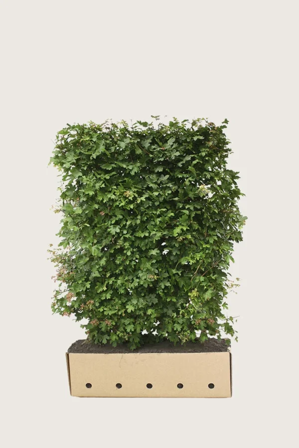 Naverlønn 80cm Velgrenet | Plantinavia