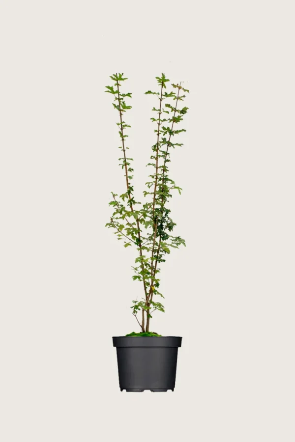Naverlønn 125cm Grenet | Plantinavia