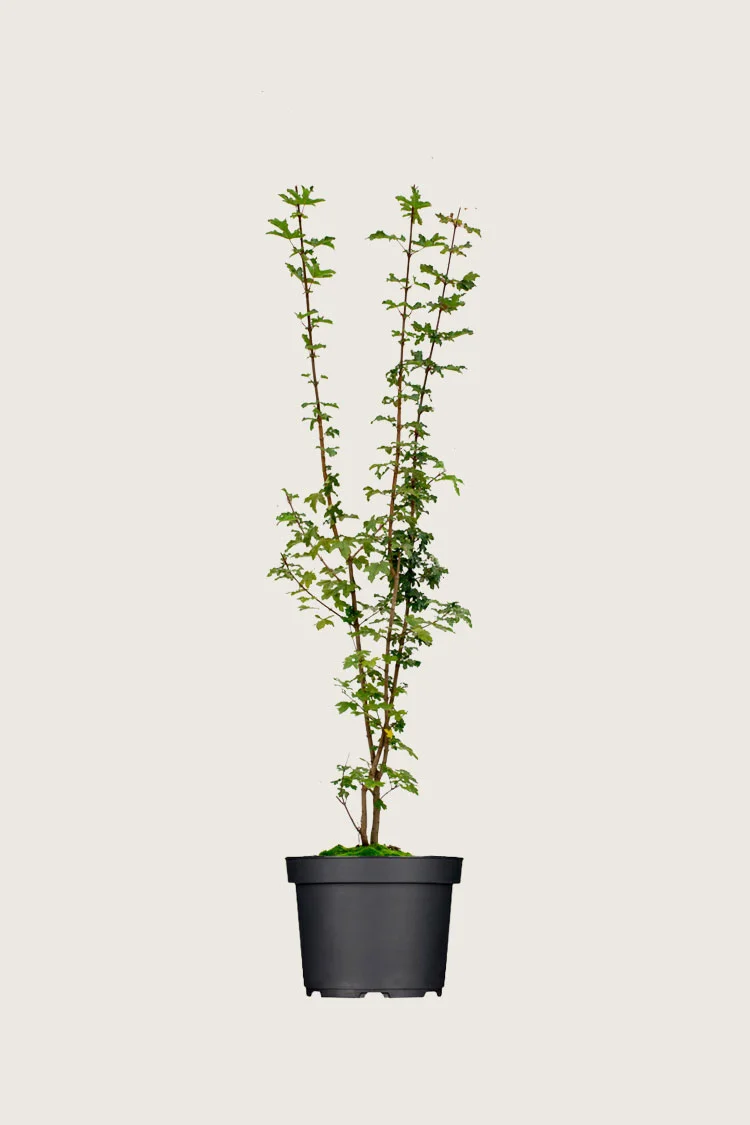 Naverlønn 150cm Grenet | Plantinavia