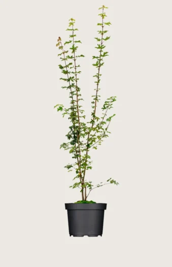 Naverlønn 250cm Grenet | Plantinavia