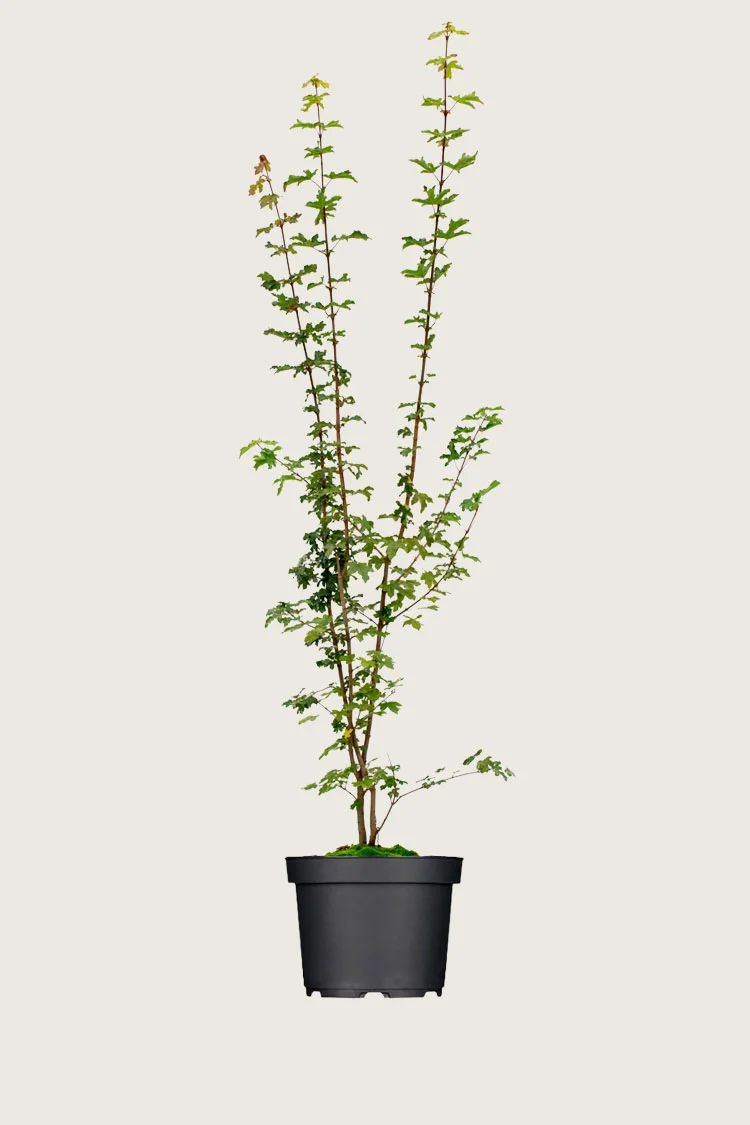 Naverlønn 250cm Grenet | Plantinavia