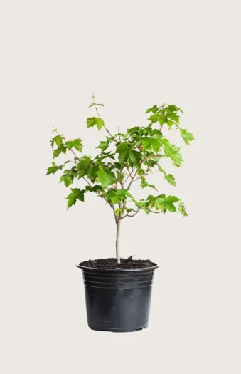 Naverlønn 100cm Outlet | Plantinavia