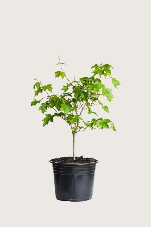 Naverlønn 100cm Outlet | Plantinavia