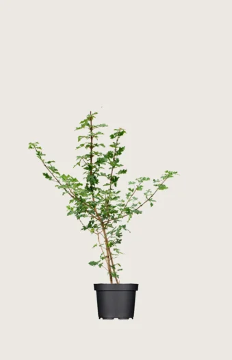 Naverlønn 80cm Velgrenet | Plantinavia