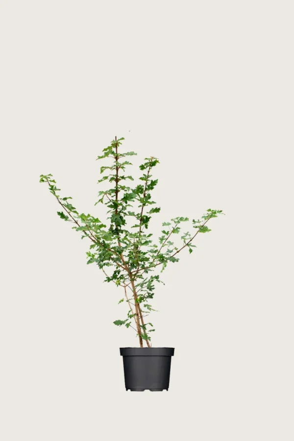 Naverlønn 80cm Velgrenet | Plantinavia