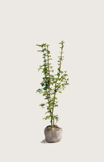 Naverlønn 125cm Grenet | Plantinavia